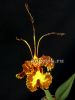 фото Психопсис (Psychopsis Mariposa Green Valley) детка от магазина магазина орхидей Ангелок