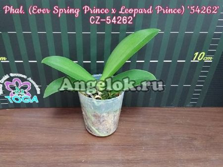 фото Фаленопсис (Phalaenopsis (Ever Spring Prince x Leopard Prince) '54262') Тайвань от магазина магазина орхидей Ангелок