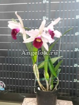 фото Каттлея (L.purpurata × C.gigas) Тайвань от магазина магазина орхидей Ангелок