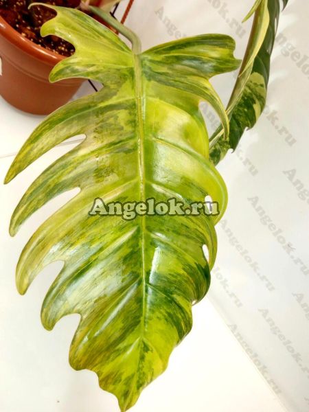 фото Филодендрон Карамельный Мрамор (Philodendron Caramel Marble) от магазина магазина орхидей Ангелок