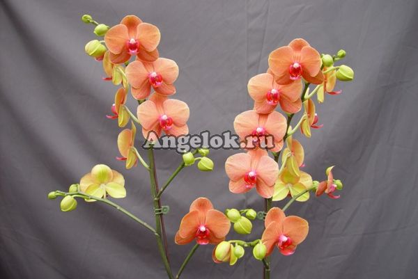 фото Фаленопсис (Dtps. Surf Song) Тайвань от магазина магазина орхидей Ангелок