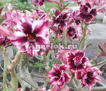 фото Адениум (Adenium obesum Double blue boy) от магазина магазина орхидей Ангелок