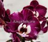 фото Фаленопсис Каода Нью (Phalaenopsis Kaoda new) от магазина магазина орхидей Ангелок