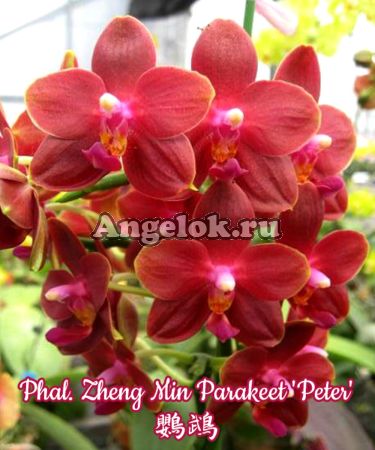 фото Фаленопсис (Phalaenopsis Zheng Min Parakeet 'Peter') Тайвань от магазина магазина орхидей Ангелок