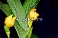 фото Ангулоа (Anguloa dubia) от магазина магазина орхидей Ангелок