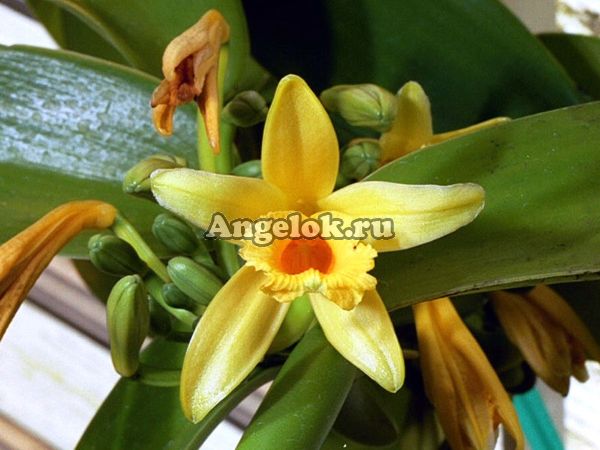 фото Ваниль плосколистная (Vanilla planifolia) от магазина магазина орхидей Ангелок