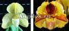 фото Пафиопедилум (Paph.concolor × Lippewunder) от магазина магазина орхидей Ангелок