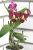 фото Каттлея (Cattleya) cat-14 от магазина магазина орхидей Ангелок