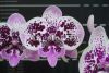 Фаленопсис Биг Лип (Phalaenopsis Miki Dancer '14') Тайвань