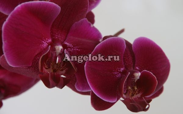 фото Фаленопсис (Phalaenopsis ) ph-51 от магазина магазина орхидей Ангелок