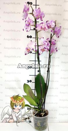 Фаленопсис Магик Арт (Phalaenopsis Magic Art)