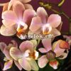 фото Фаленопсис Парфюмерная фабрика (Phalaenopsis Scention) от магазина магазина орхидей Ангелок