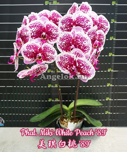 фото Фаленопсис (Phalaenopsis Miki White Peach '89') от магазина магазина орхидей Ангелок