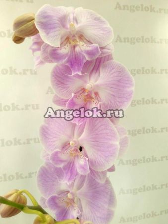 фото Фаленопсис Биг Лип (Phalaenopsis Yu Pin fire works) от магазина магазина орхидей Ангелок