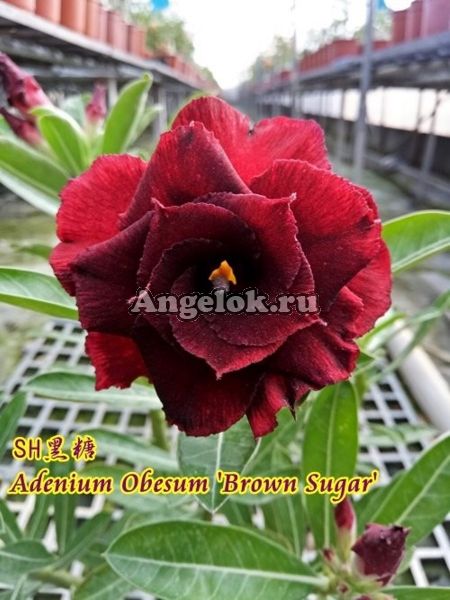 фото Адениум (Adenium obesum Brown Sugar) от магазина магазина орхидей Ангелок