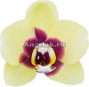 Фаленопсис детка (Phalaenopsis Deep Secret)