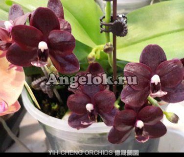 фото Фаленопсис (P.I-Hsin black silk) от магазина магазина орхидей Ангелок