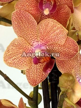 фото Фаленопсис Сансет Лав (Phalaenopsis Sunset Love) от магазина магазина орхидей Ангелок