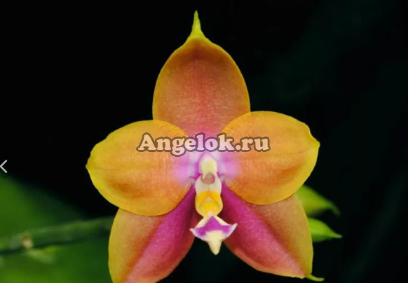 фото Фаленопсис (Phalaenopsis Penang Girl “Ching Ruby”) Тайвань от магазина магазина орхидей Ангелок