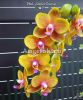 фото Фаленопсис детка (Phalaenopsis Lioulin Orange) Тайвань от магазина магазина орхидей Ангелок