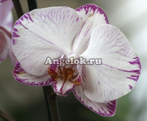 фото Фаленопсис (Phalaenopsis Minho Princess) от магазина магазина орхидей Ангелок