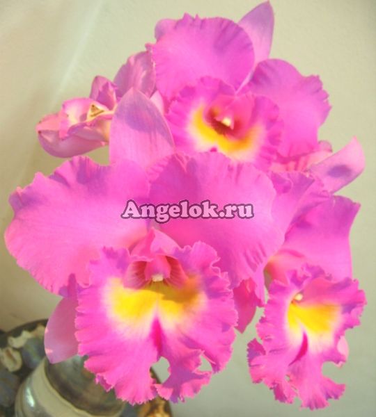 фото Каттлея (Rsc. Mormilani Jewel 'Tiffeny') Тайвань от магазина магазина орхидей Ангелок