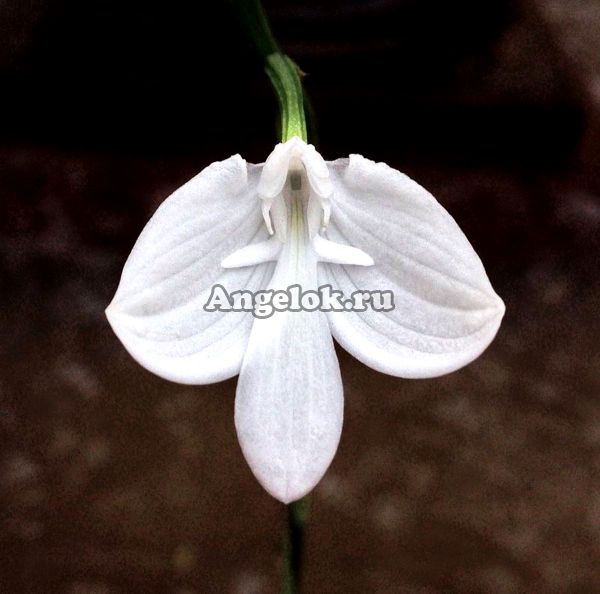 фото Хабенария (Habenaria lindleyana) от магазина магазина орхидей Ангелок