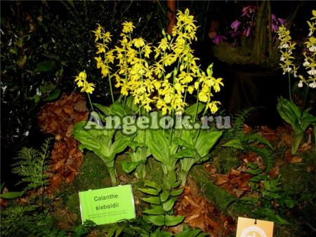 фото Каланта Зибольда (Calanthe sieboldii) от магазина магазина орхидей Ангелок