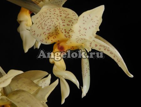 фото Стангопея (Stanhopea Penelope) детка от магазина магазина орхидей Ангелок