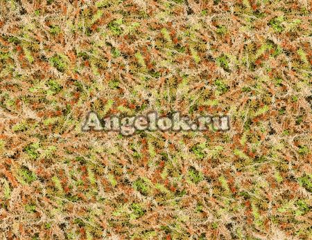 фото Мох Спагмосс Spagmoss Classic - прессованный 6л от магазина магазина орхидей Ангелок