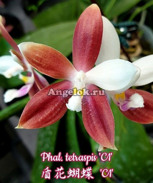 фото Фаленопсис Тетраспис (Phalaenopsis tetraspis 'C1') Тайвань от магазина магазина орхидей Ангелок