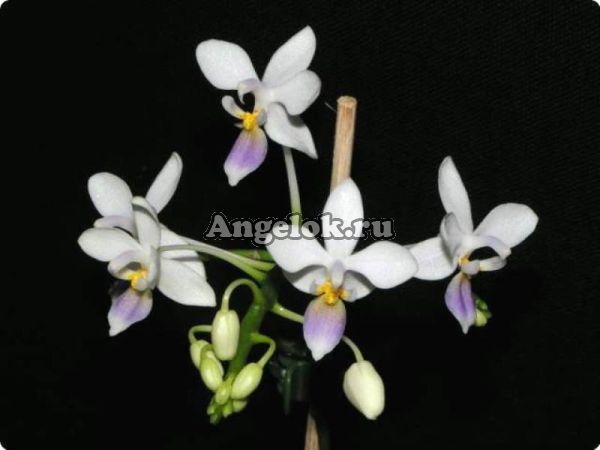 фото Фаленопсис (P.equestris var.blue) Тайвань от магазина магазина орхидей Ангелок