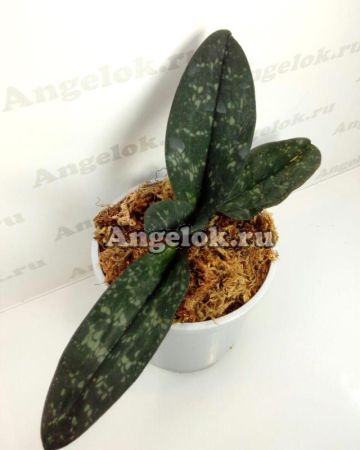 фото Пафиопедилум (Paph.wenshanense) от магазина магазина орхидей Ангелок