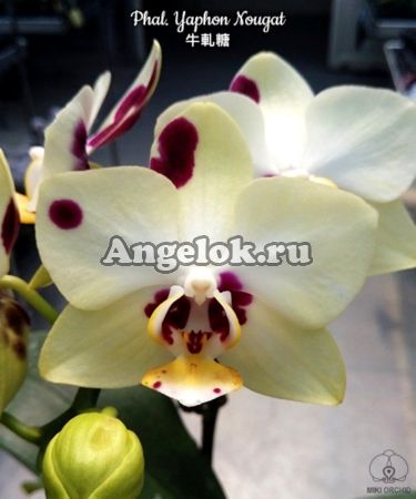 фото Фаленопсис Нуга (Phalaenopsis Yaphon Nougat) от магазина магазина орхидей Ангелок