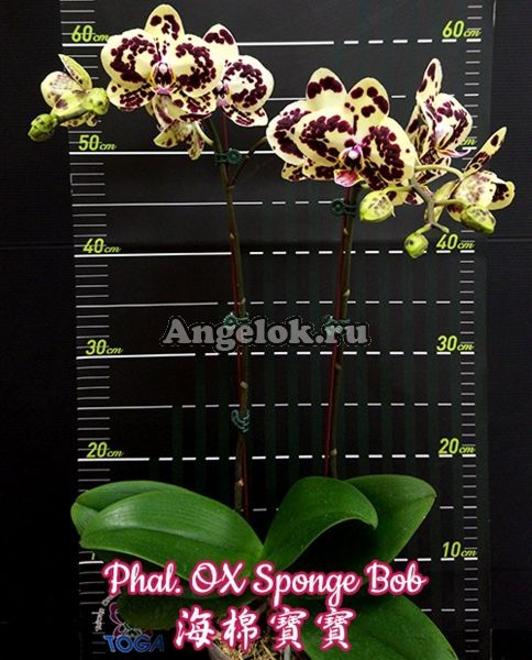фото Фаленопсис (Phalaenopsis OX Sponge Bob) Тайвань от магазина магазина орхидей Ангелок