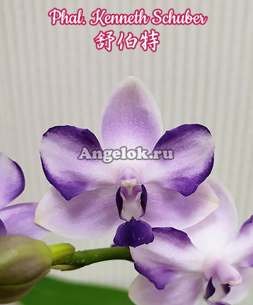 Фаленопсис Шуберт (Phalaenopsis Kenneth Schubert) Тайвань