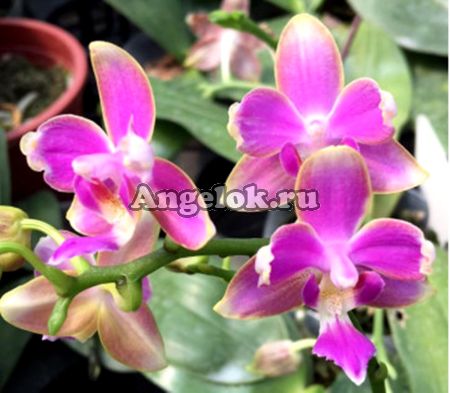 Фаленопсис пелорик (Phalaenopsis Yaphon Pink Bee 'ES') Тайвань