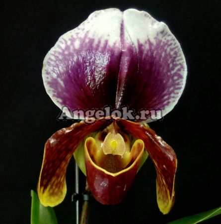 фото Пафиопедилум гибридный розовый (Paphiopedilum hybrid) от магазина магазина орхидей Ангелок