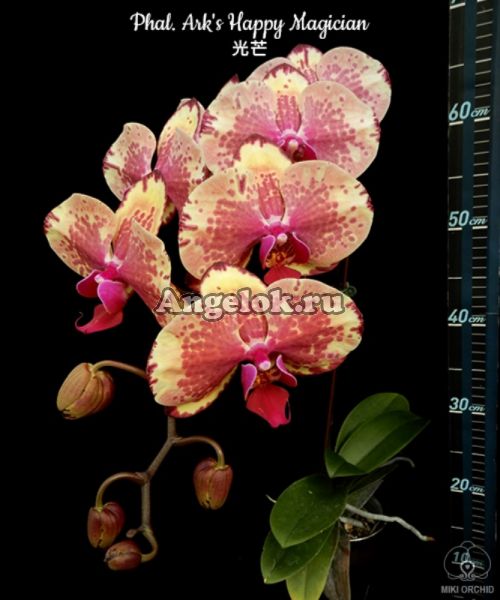 фото Фаленопсис (Phalaenopsis Ark's Happy Magician) Тайвань от магазина магазина орхидей Ангелок