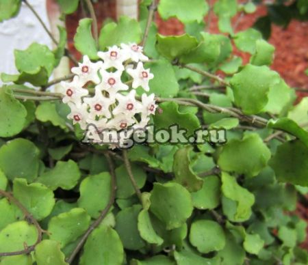 фото Хойя каньякумаринская (Hoya Kanyakumariana) черенок от магазина магазина орхидей Ангелок