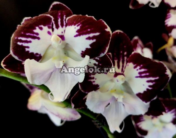фото Фаленопсис Биг Лип (Phalaenopsis Tinkerbells Kizz) от магазина магазина орхидей Ангелок