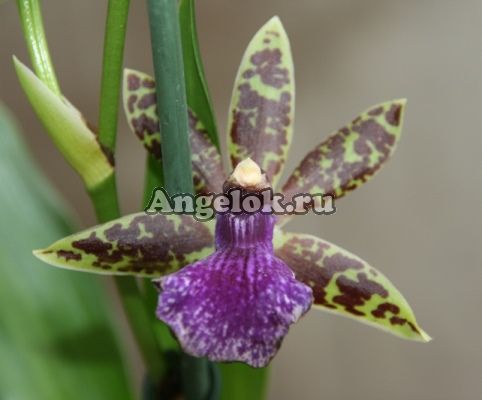 фото Зигопеталум (Zygopetalum intermedium) от магазина магазина орхидей Ангелок