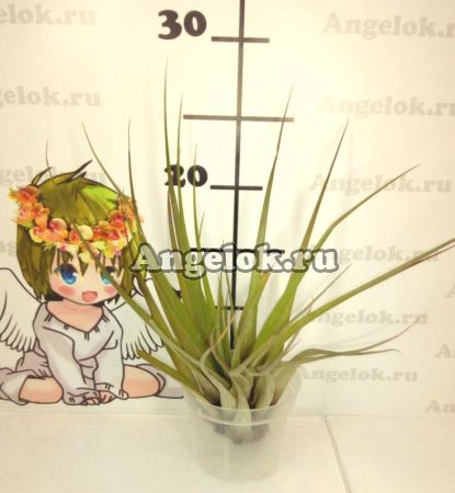фото Тилландсия (Tillandsia Melanocrater) от магазина магазина орхидей Ангелок