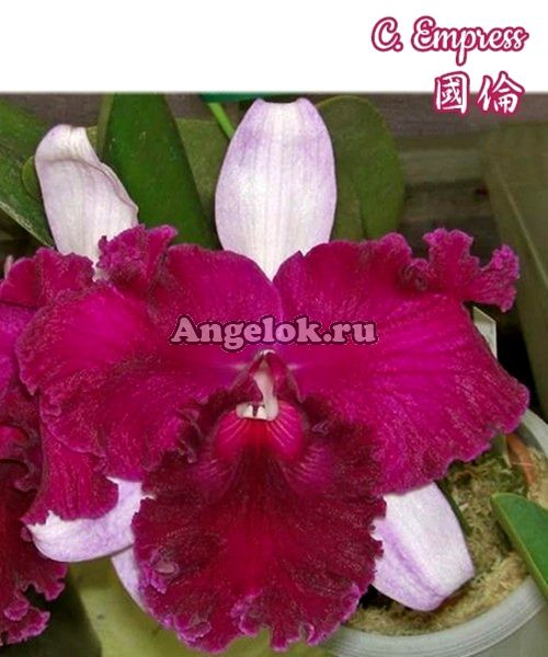 фото Каттлея (C. Empress) Тайвань от магазина магазина орхидей Ангелок