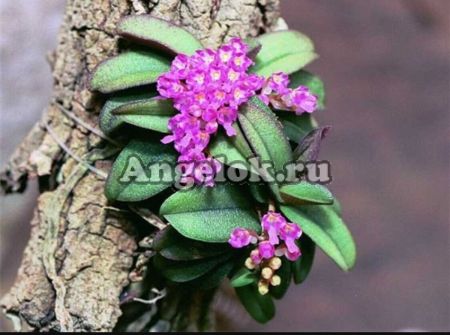 фото Шенорхис душистый (Schoenorchis fragrans) от магазина магазина орхидей Ангелок