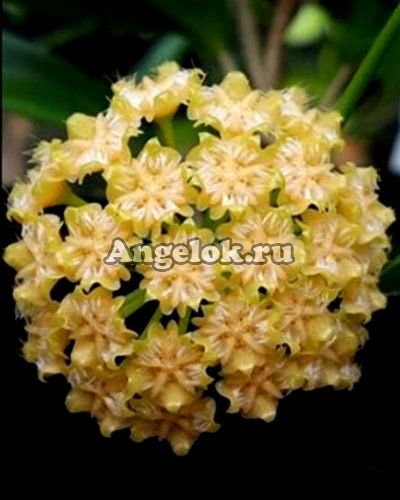 фото Хойя Миндоренсис (Hoya mindorensis 'Sweet Yellow') черенок от магазина магазина орхидей Ангелок