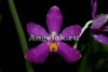фото Фаленопсис Пульхра (Phalaenopsis pulchra × sib) Тайвань от магазина магазина орхидей Ангелок