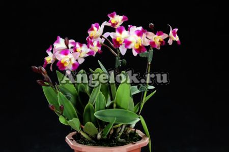 фото Каттлея (Hknsa.Chien Ya Ocean'TM') Тайвань от магазина магазина орхидей Ангелок