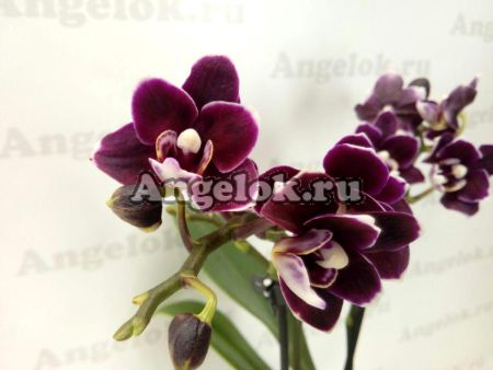 фото Фаленопсис Черный Ангел (Phalaenopsis Miki Black Angel) от магазина магазина орхидей Ангелок