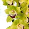 фото Цимбидиум (Cymbidium Green Rock) зеленый от магазина магазина орхидей Ангелок
